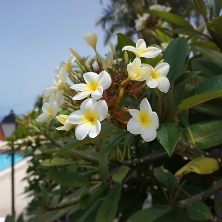 La Romera Appartement *